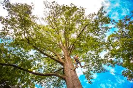 Best Tree Disease Treatment  in Riverbank, CA